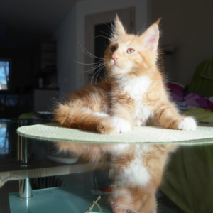 Merlin the Maine Coon Kitten