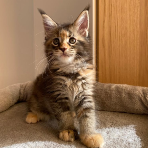 Andy the male Maine Coon