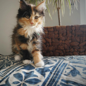 Milla the Female Maine Coon