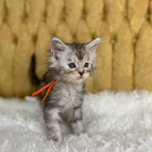 Torby the male Maine Coon