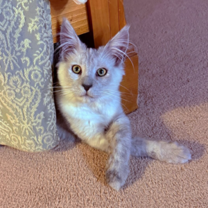 Zara the Female Maine Coon